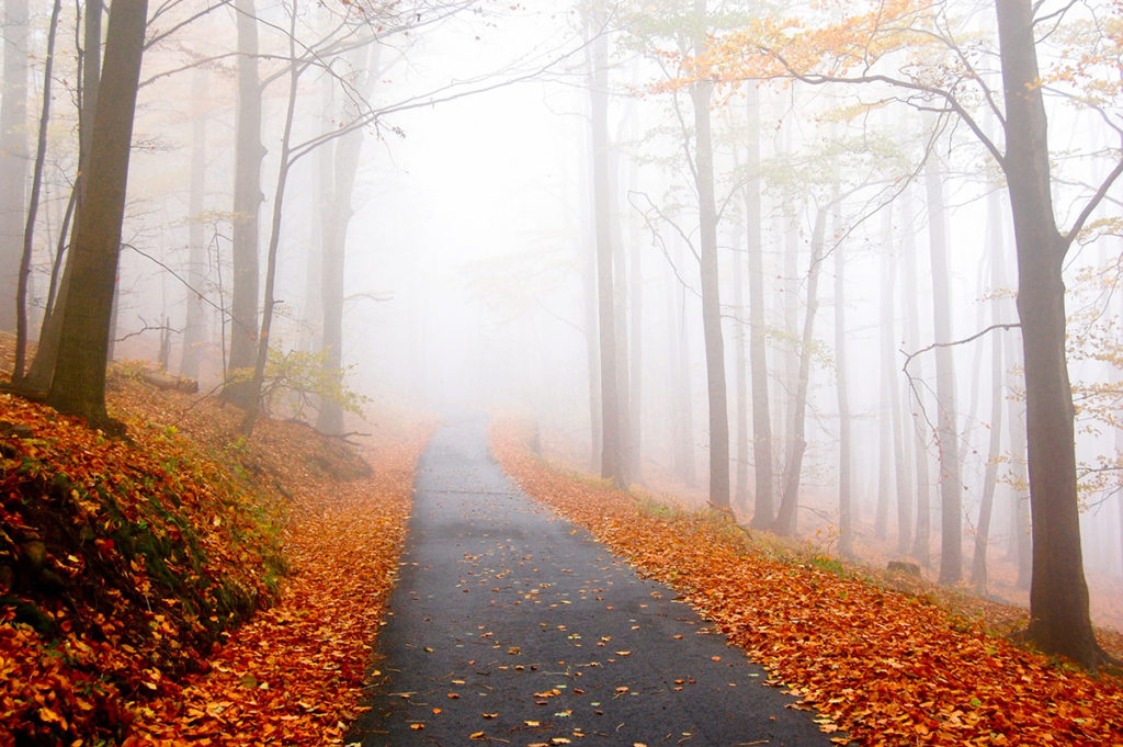 Path in the forest during fall